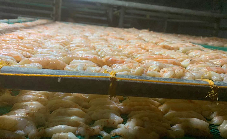 海鲜类烘干项目