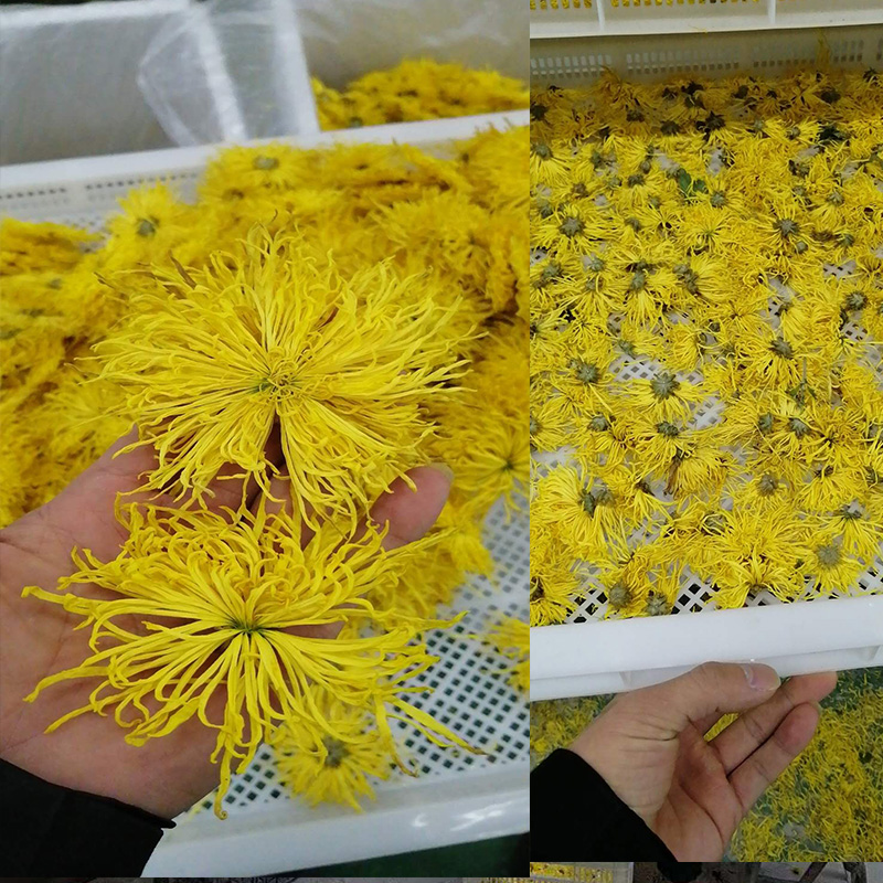 金丝皇菊烘干项目