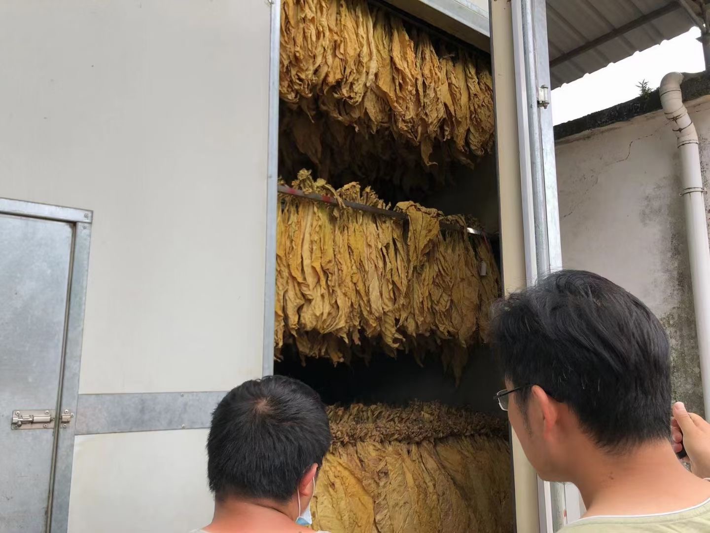 了解烟草烘干的小知识