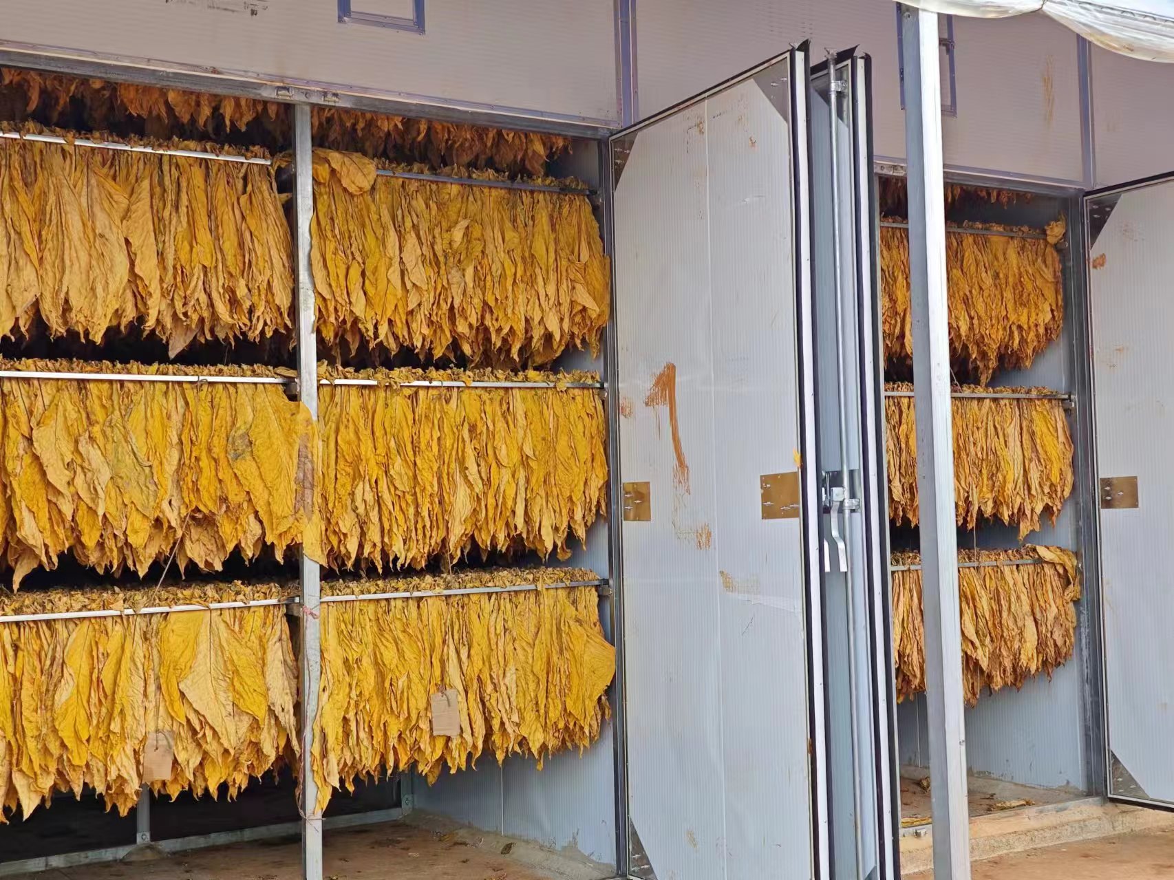 烘干后的烟叶.jpg
