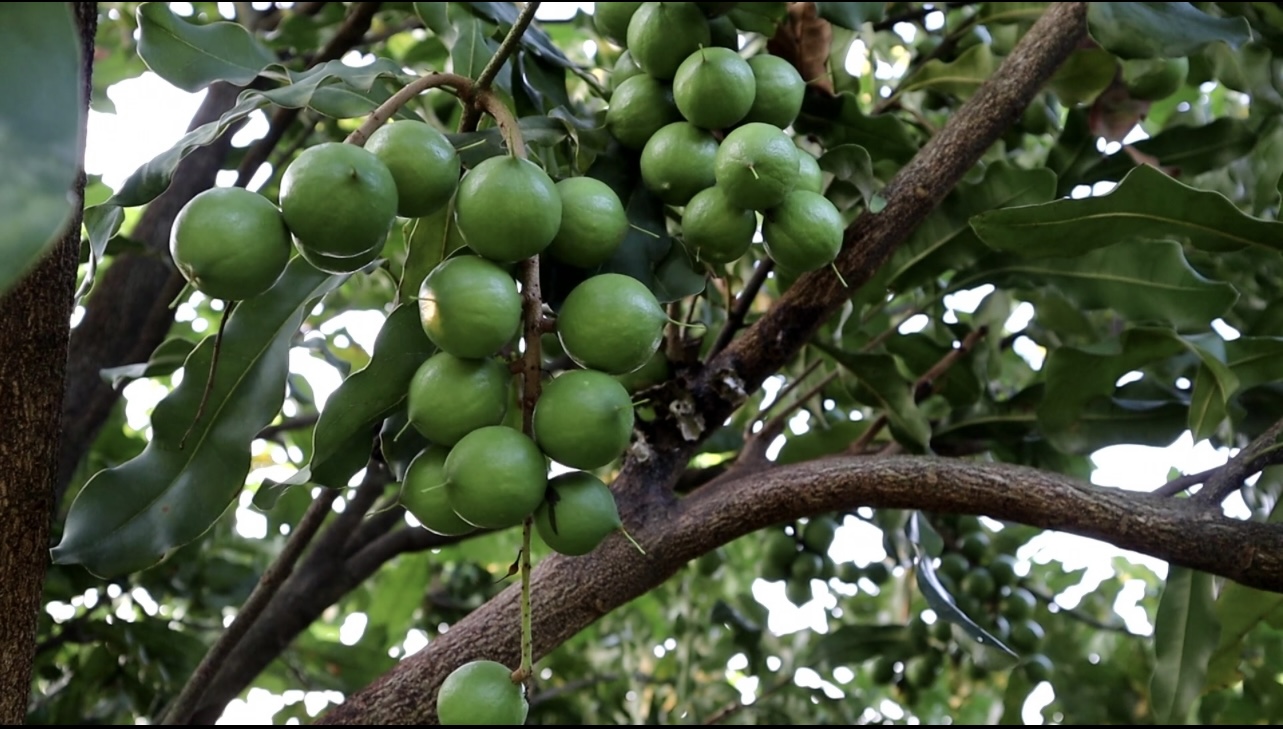 夏威夷果怎么烘干之后更香更脆