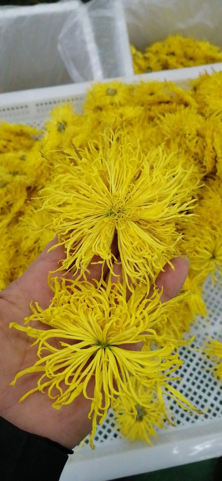 金丝皇菊用空气能烘干怎么样，节能吗？