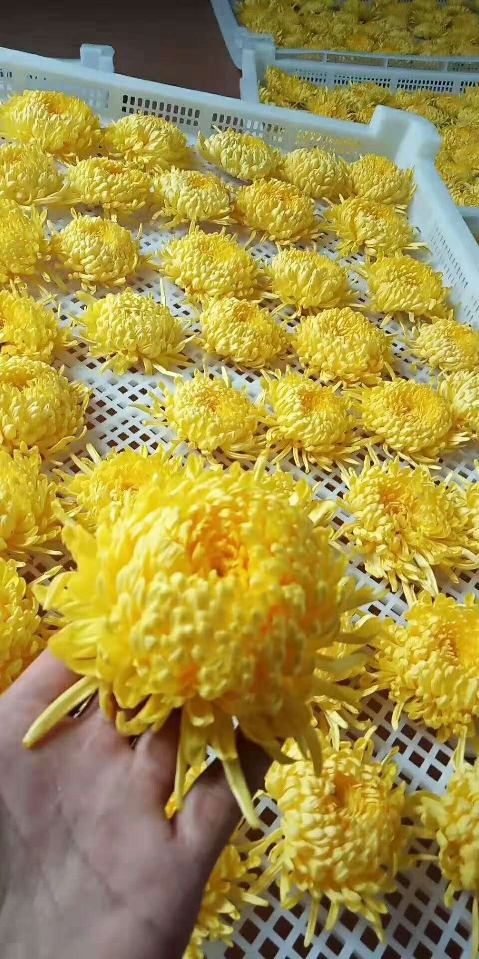 金丝皇菊烘干5.jpg 金丝皇菊烘干5.jpg
