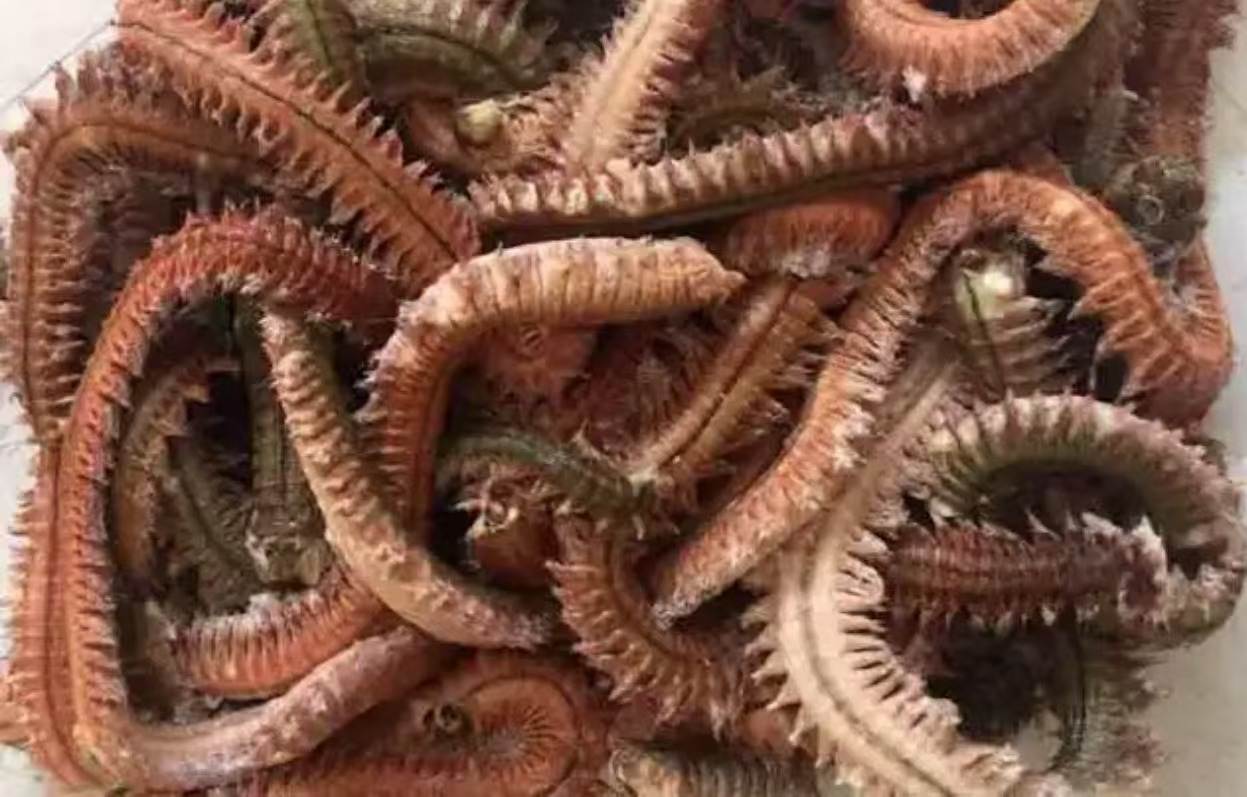 沙蚕烘干全攻略：精准控温、高效除湿，成就卓越品质