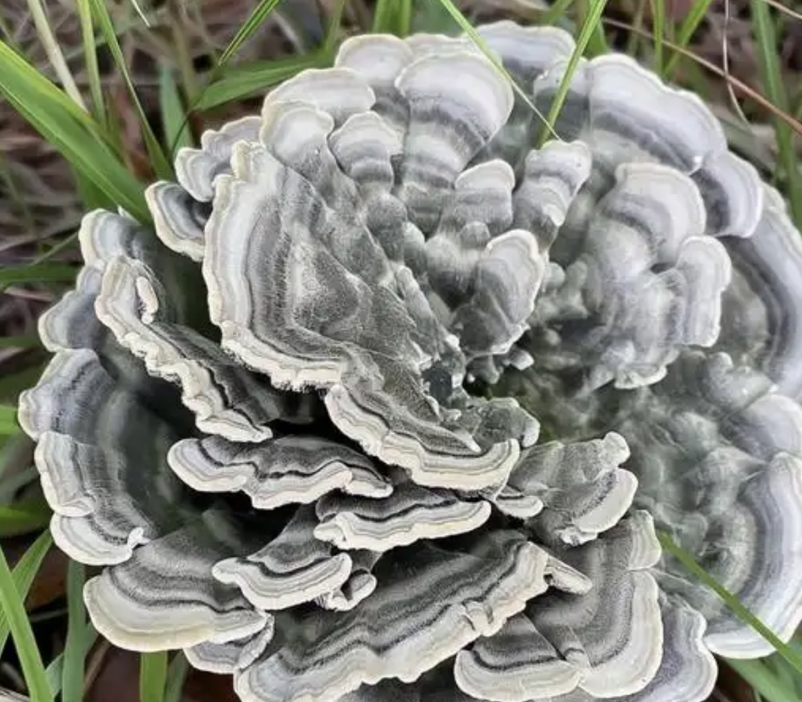 干巴菌烘干：从鲜到干的完美解决方案