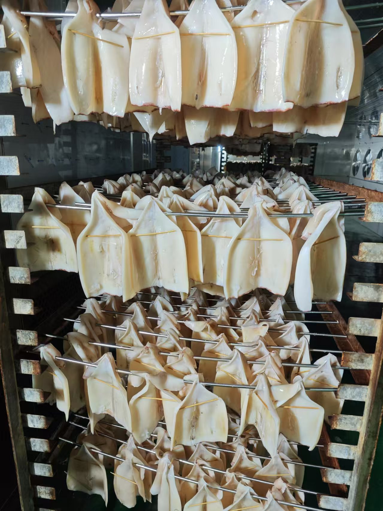 舟山,鱿鱼烘干2.jpg 舟山,鱿鱼烘干2.jpg