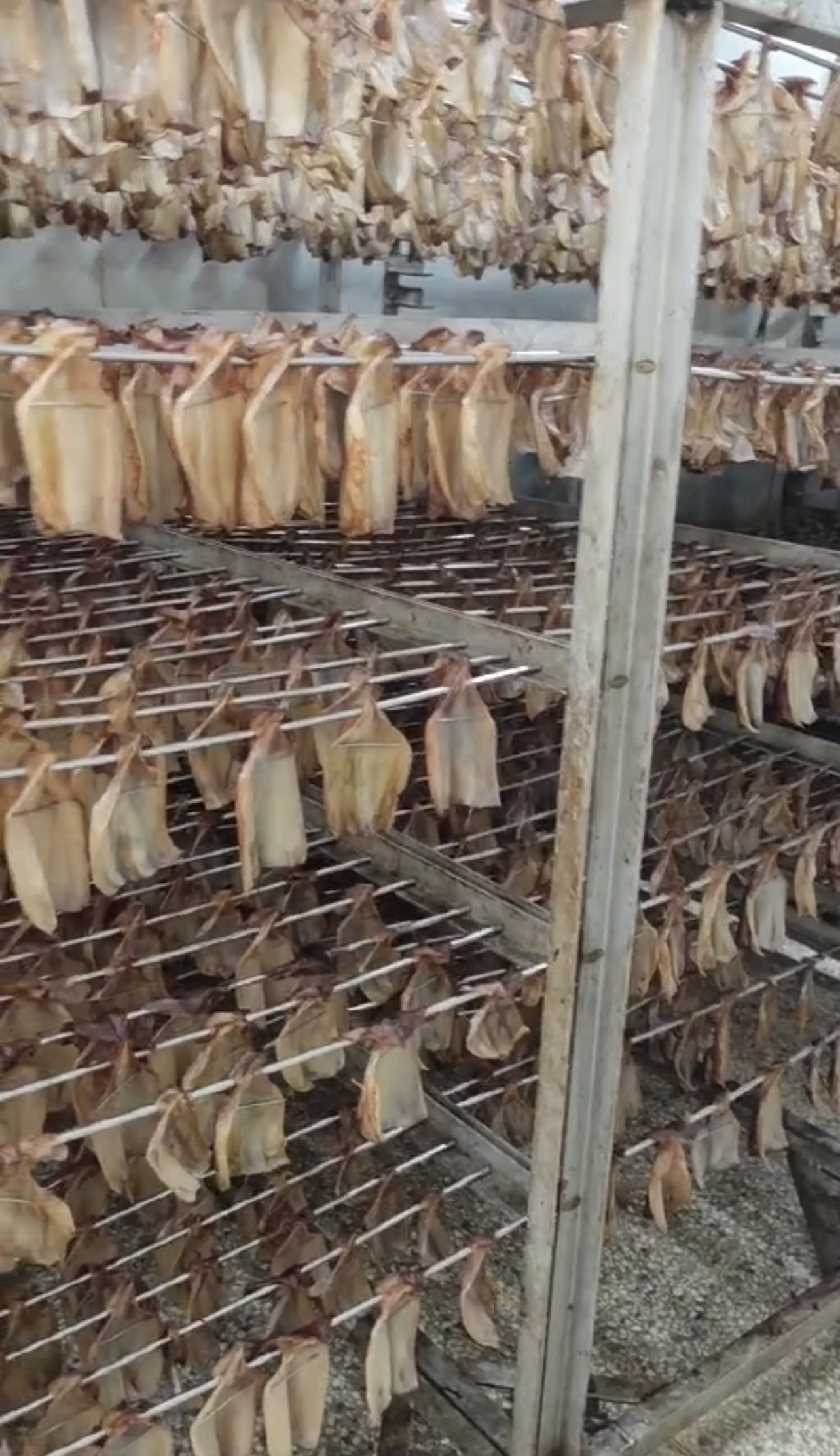 舟山，鱿鱼烘干