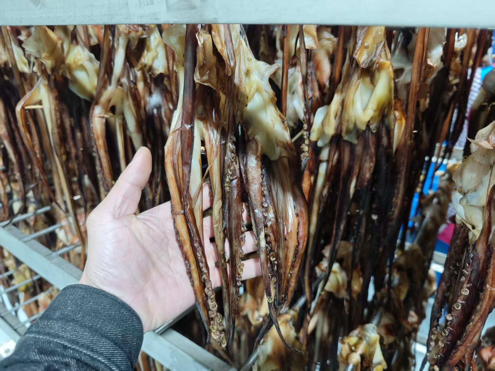 鱿鱼热泵烘干：节能、高效、环保三重奏