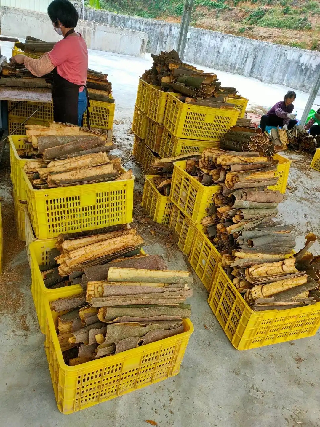 桂皮烘干工艺：保留独特香气与药用价值