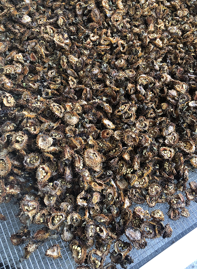 刺梨烘干：热泵烘干技术，为刺梨产业注入新活力