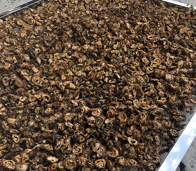 刺梨烘干：热泵烘干技术，为刺梨产业注入新活力