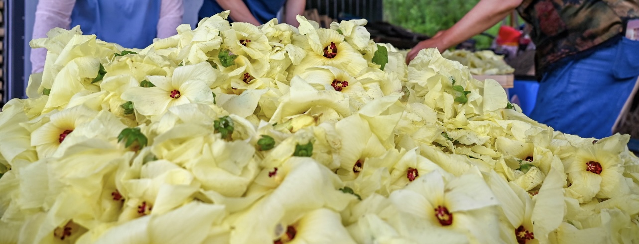 金花葵烘干升级之选：空气能热泵技术