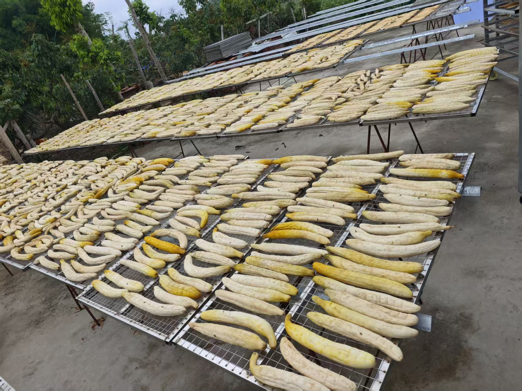 黄瓜干烘干项目