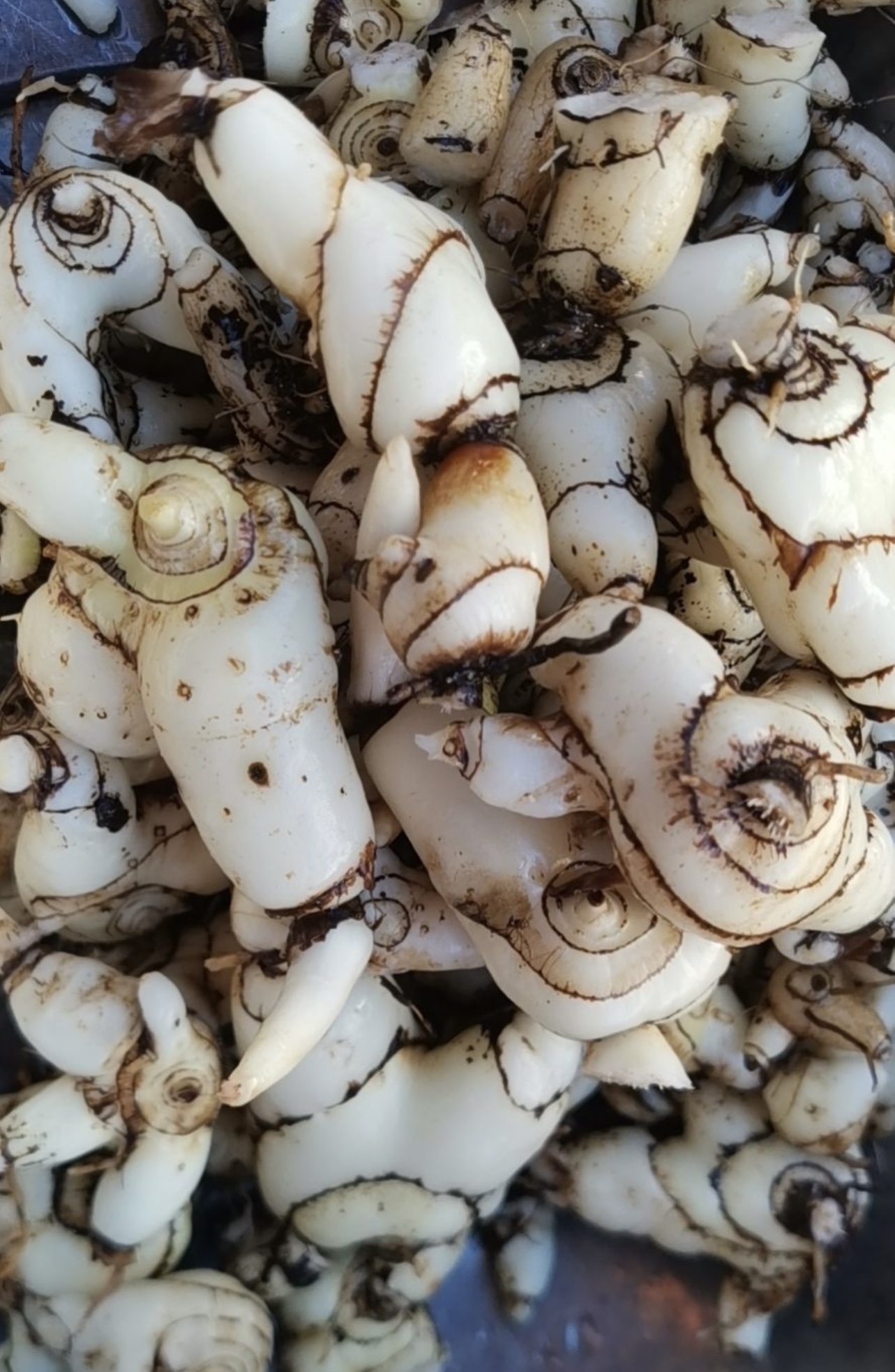 中药材白芨的烘干解决方案 —— 空气能热泵烘干