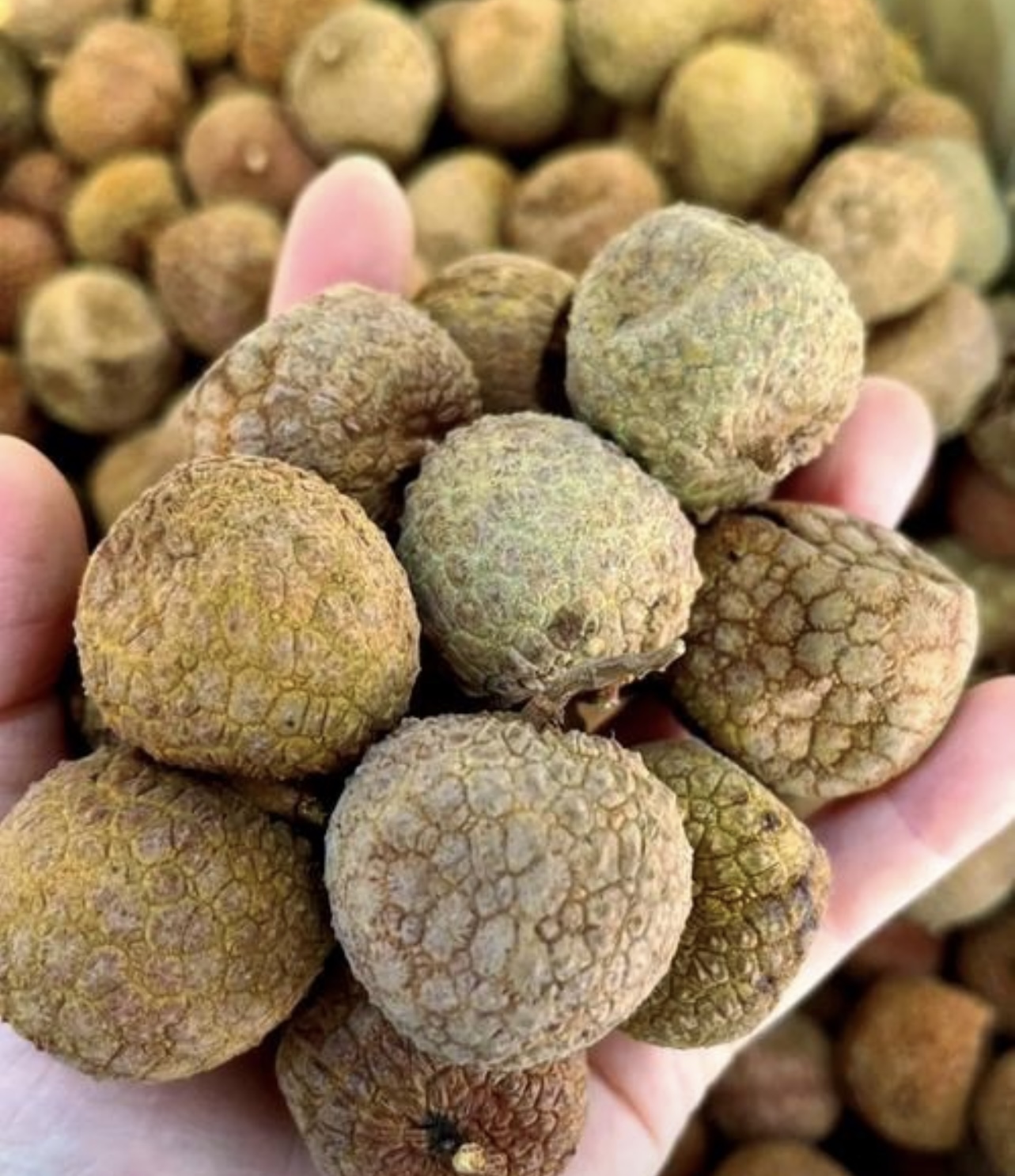 荔枝产量暴增 30%！帝烨烘干设备，助您赢在荔枝产业新周期