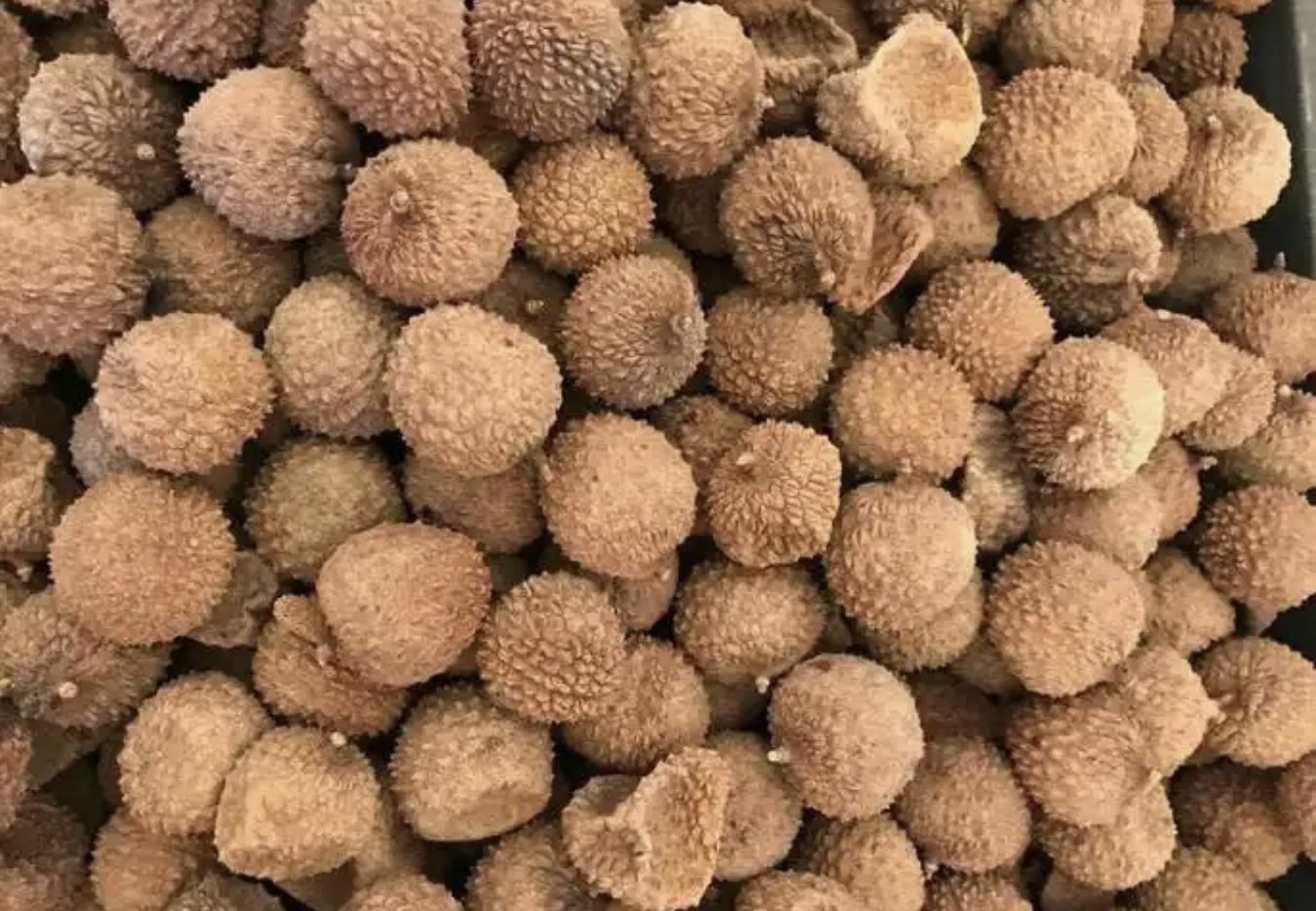 帝烨能源——高州荔枝烘干项目