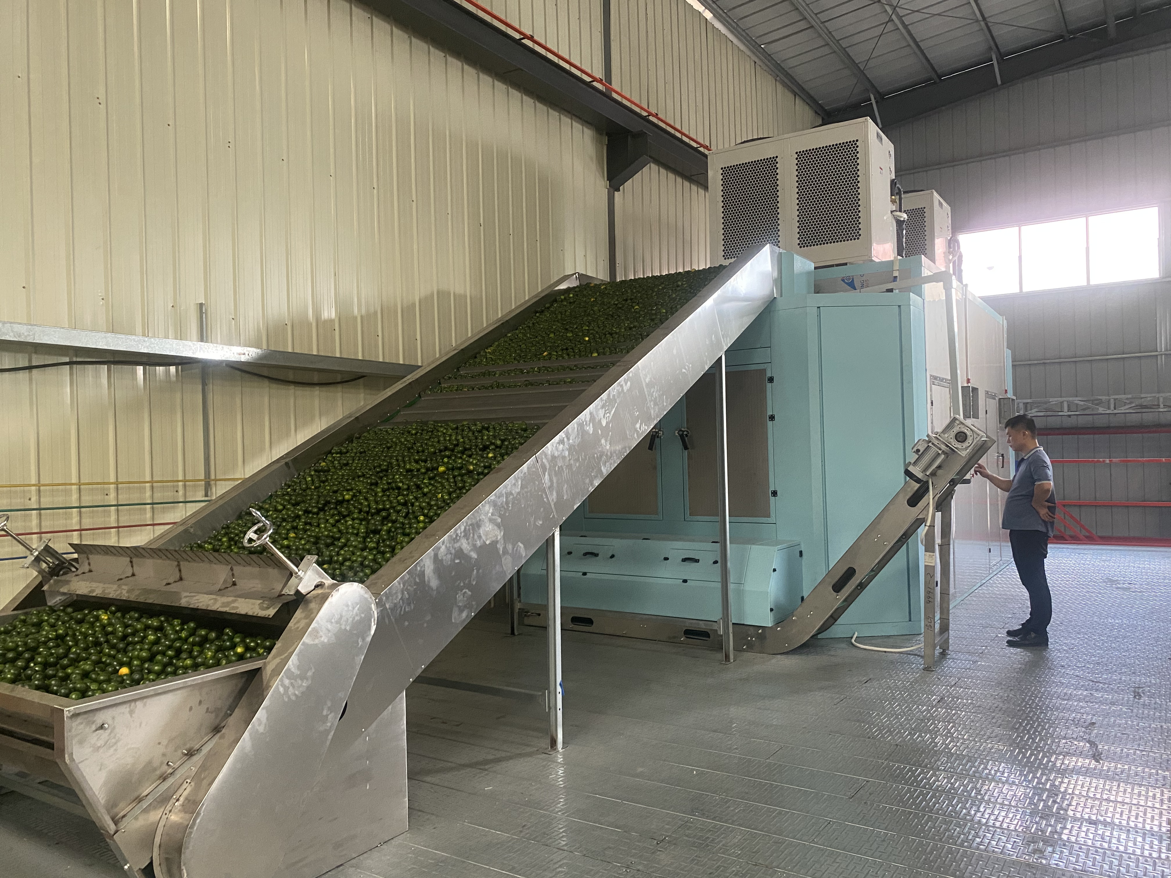 小青柑烘干项目：空气能网带烘干小青柑，翠绿不焦边，香气锁3倍