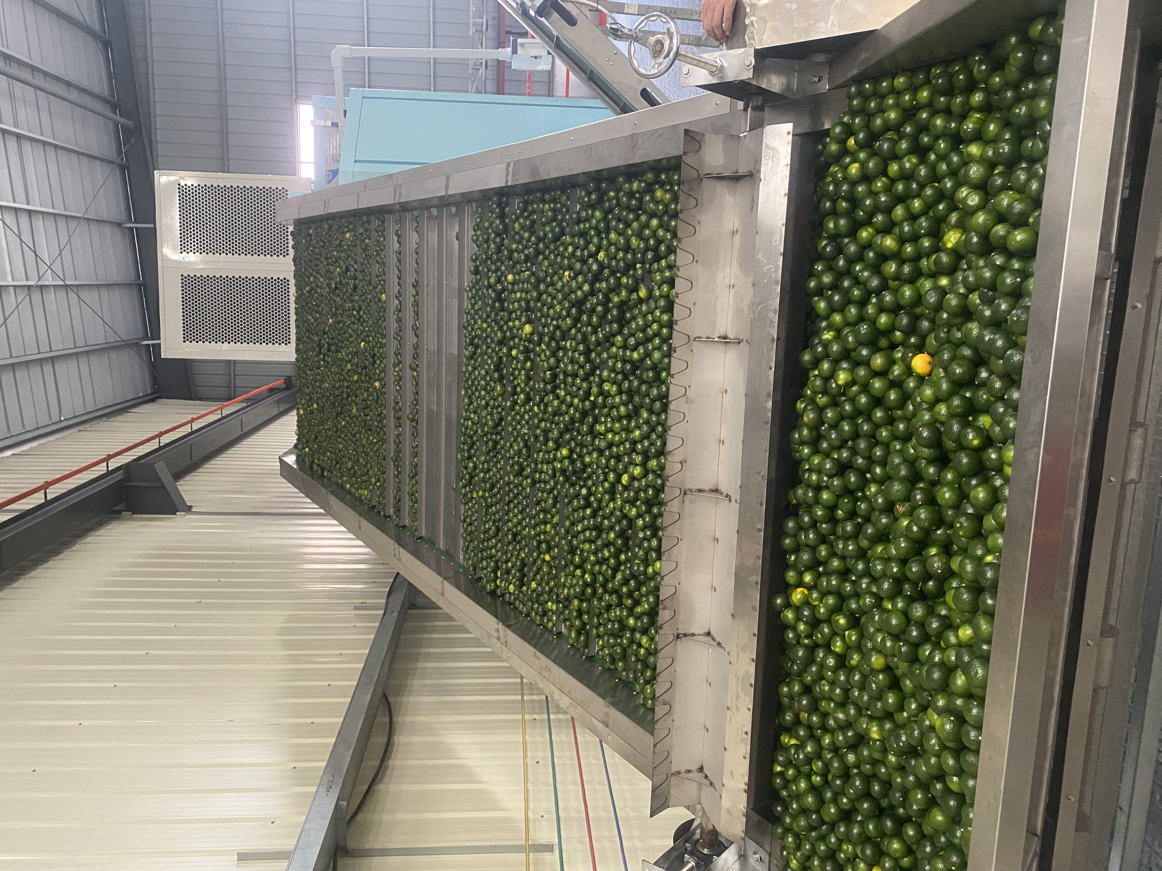 小青柑烘干项目：空气能网带烘干小青柑，翠绿不焦边，香气锁3倍