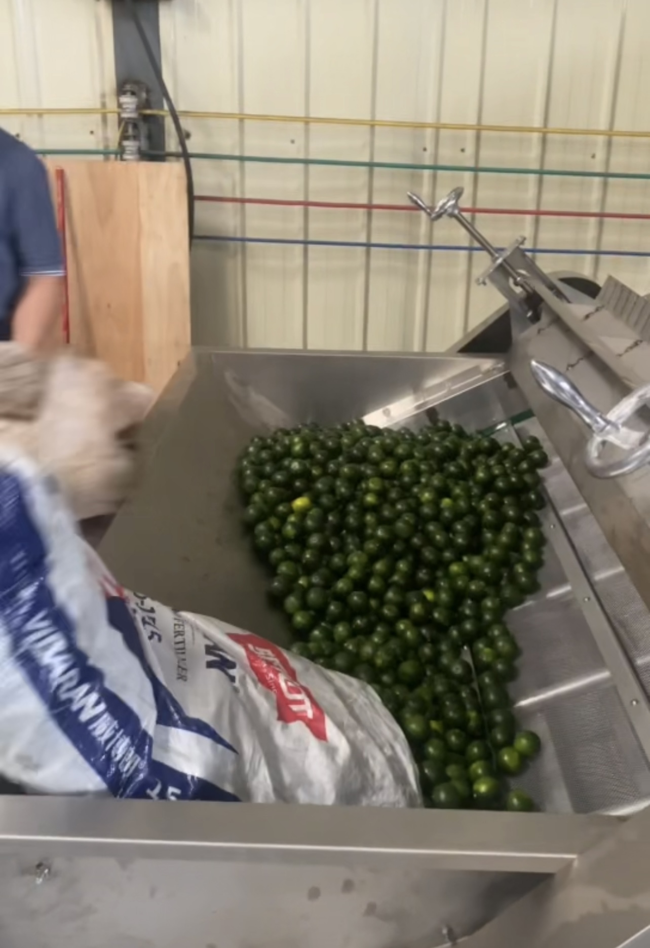 小青柑烘干项目：空气能网带烘干小青柑，翠绿不焦边，香气锁3倍