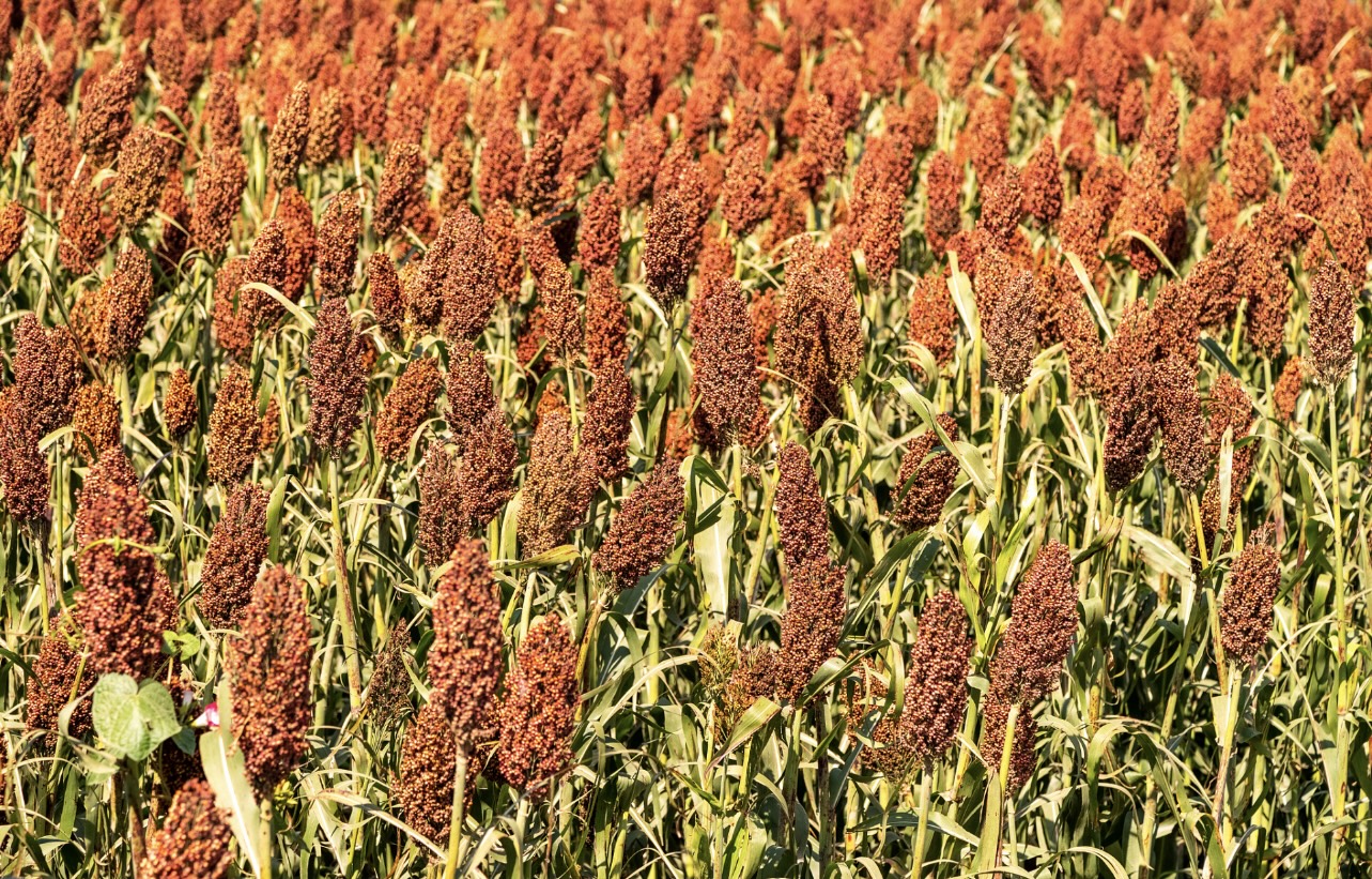 空气能热泵高粱烘干塔：规模化烘干新选择，高效锁质助企增收​