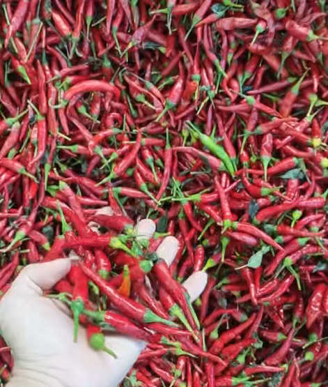 辣椒烘干项目现场