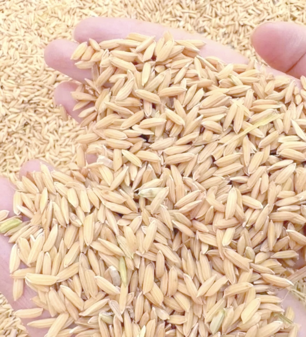 种粮户必看！帝烨粮食烘干机，烘干季省大钱还出好粮?