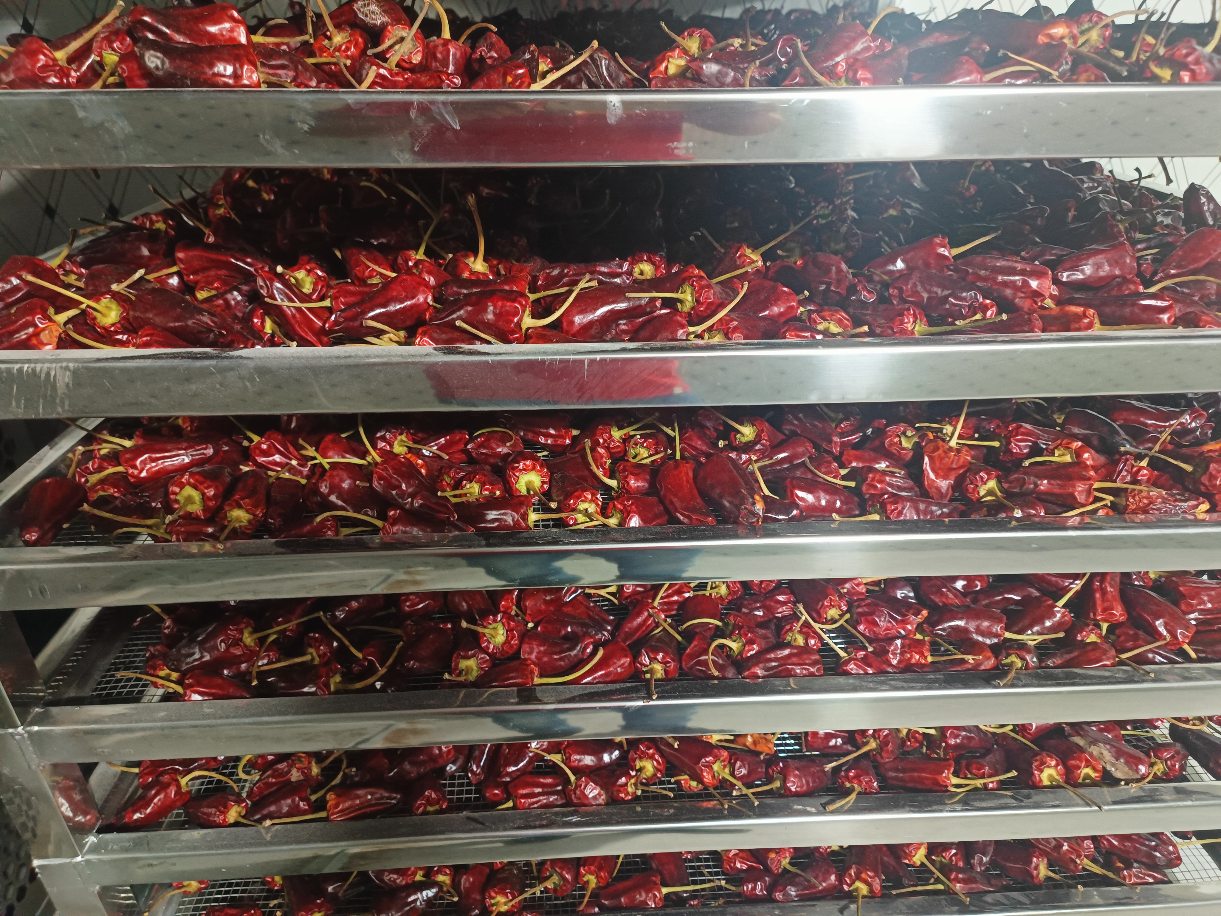 阳江辣椒烘干项目