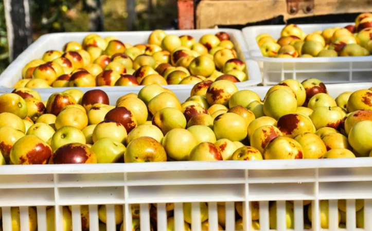 枣子冷库保鲜的最佳相对湿度是多少？