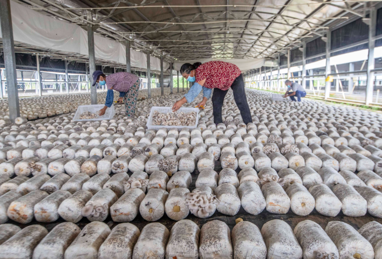 食用菌烘干解决方案