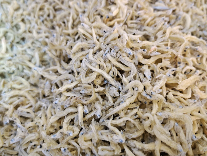 小银鱼烘干